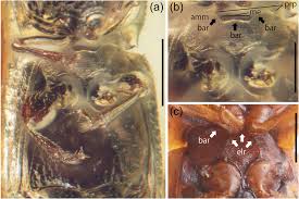 Attēlu rezultāti vaicājumam “Pyrochroidae imago”