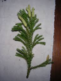 Attēlu rezultāti vaicājumam “Lycopodium dubium”