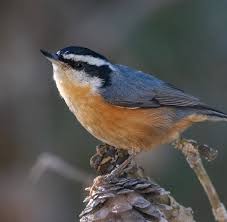 Image result for Sitta canadensis