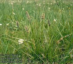 Attēlu rezultāti vaicājumam “Carex vulpina”