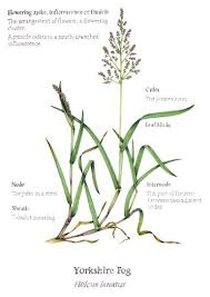 Attēlu rezultāti vaicājumam “Holcus lanatus  flower”