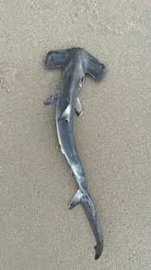 Image result for Sphyrna zygaena