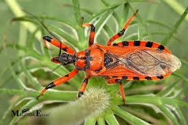 Attēlu rezultāti vaicājumam “Rhynocoris annulatus imago”