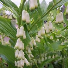 Attēlu rezultāti vaicājumam “Polygonatum multiflorum”