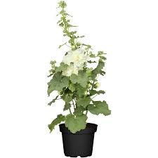 Image result for Stockrose