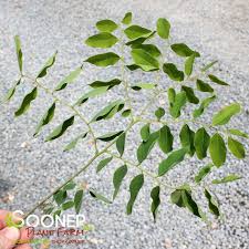 Attēlu rezultāti vaicājumam “Gymnocladus dioicus leaf”