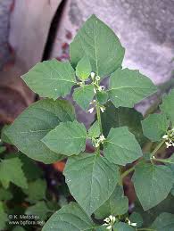 Attēlu rezultāti vaicājumam “Solanum nigrum leaf”