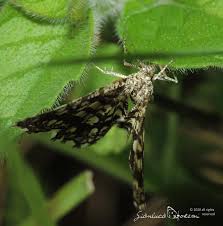 Attēlu rezultāti vaicājumam “Chiasmia clathrata”