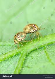 Attēlu rezultāti vaicājumam “Cribraria cancellata macro”