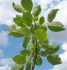 Attēlu rezultāti vaicājumam “Salix caprea leaf”
