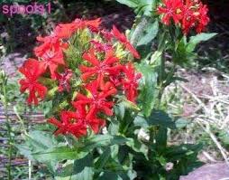 Attēlu rezultāti vaicājumam “Silene chalcedonica fruit”