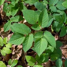 Attēlu rezultāti vaicājumam “Aegopodium podagraria leaf”