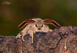 Attēlu rezultāti vaicājumam “Macrothylacia rubi”