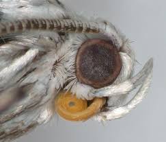 Attēlu rezultāti vaicājumam “Yponomeuta evonymella”