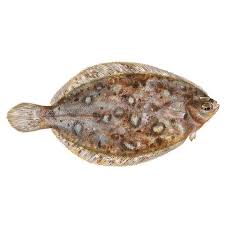 Image result for Microstomus kitt