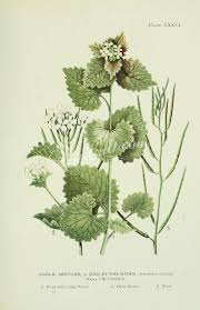 Attēlu rezultāti vaicājumam “Alliaria petiolata flower”