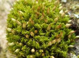 Attēlu rezultāti vaicājumam “Orthotrichum diaphanum”