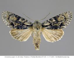 Attēlu rezultāti vaicājumam “Acronicta cuspis”