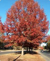 Attēlu rezultāti vaicājumam “Quercus rubra”