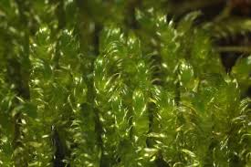 Attēlu rezultāti vaicājumam “Rhynchostegiella tenella macro”