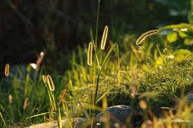 Attēlu rezultāti vaicājumam “Setaria glauca”