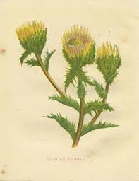 Attēlu rezultāti vaicājumam “Carlina vulgaris flower”