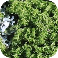 Attēlu rezultāti vaicājumam “Dicranum montanum sporophyte”