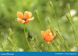 Attēlu rezultāti vaicājumam “Papaver argemone”