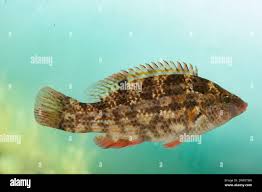 Image result for Symphodus bailloni