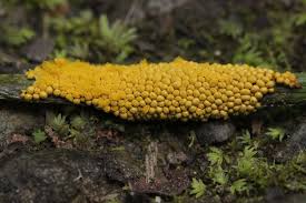 Attēlu rezultāti vaicājumam “Oligonema affine”