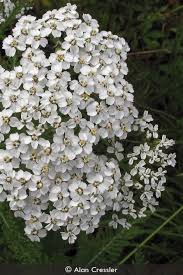Attēlu rezultāti vaicājumam “Achillea millefolium flower”