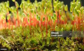 Attēlu rezultāti vaicājumam “Pohlia nutans”