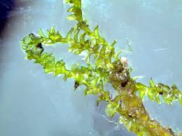 Attēlu rezultāti vaicājumam “Hygrohypnum luridum sporophyte”