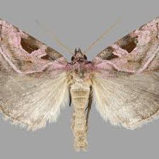 Attēlu rezultāti vaicājumam “Eucarta virgo”