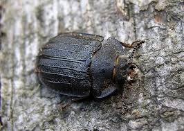 Attēlu rezultāti vaicājumam “Peltis grossa”