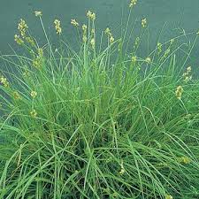 Attēlu rezultāti vaicājumam “Luzula pilosa fruit”