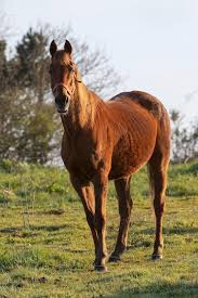 Attēlu rezultāti vaicājumam “Equus ferus caballus”