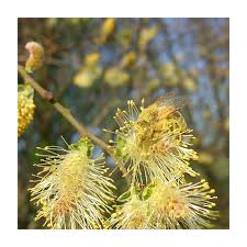 Attēlu rezultāti vaicājumam “Salix cinerea male flower”
