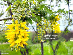 Attēlu rezultāti vaicājumam “Laburnum anagyroides flower”