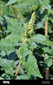 Attēlu rezultāti vaicājumam “Amaranthus retroflexus flower”
