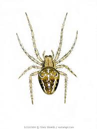 Attēlu rezultāti vaicājumam “Araneus diadematus”