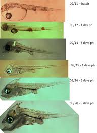 Image result for Lobotes surinamensis