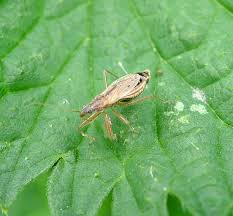 Attēlu rezultāti vaicājumam “Nabidae”