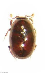 Attēlu rezultāti vaicājumam “Hypocaccus rugiceps”