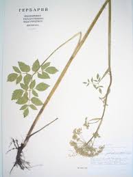 Attēlu rezultāti vaicājumam “Angelica palustris”