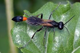 Attēlu rezultāti vaicājumam “Ammophila sp.”