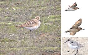 Image result for Calidris bairdii