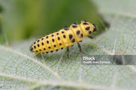 Attēlu rezultāti vaicājumam “Psyllobora vigintiduopunctata larva”