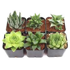 Image result for Haworthia