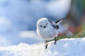 Attēlu rezultāti vaicājumam “Aegithalos caudatus”